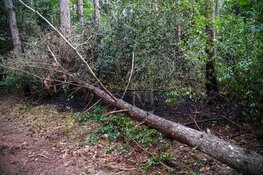 Brandweer snel ter plaatse bij bosbrandje