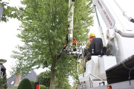 Gevaarlijk hangende tak door brandweer verwijderd
