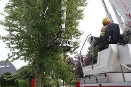 Gevaarlijk hangende tak door brandweer verwijderd
