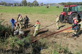 Brandweer redt paard uit diepe sloot in Nederhorst den Berg