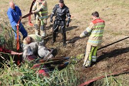 Brandweer redt paard uit diepe sloot in Nederhorst den Berg