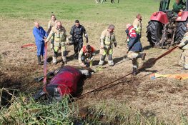 Brandweer redt paard uit diepe sloot in Nederhorst den Berg